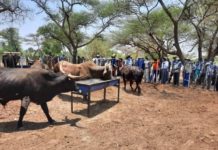 25 000 Zimbabwe farmers to benefit from livestock business centres