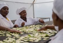 IFAD to increase investment and presence in transforming food systems in East and Southern Africa