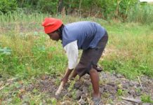 Zimbabwe and IFAD join forces to transform small-scale agriculture