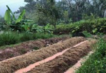 Africa’s food economy needs to be rebuilt with a focus on sustainability Farmers in Kenya counter climate change effects with use of water harvesting