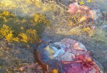 The impact of stock theft