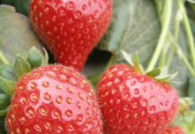 Omex to exhibit at Growtech Eurasia in Antalya