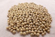 Ghana launches soya bean project Ghana launches soya bean project