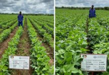 Securing the future of farming in Zambia by implementing climate adapted farming methods