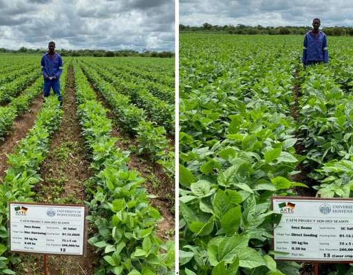 Soybean in a Conventional Tillage (left) and No-Till plot (right)