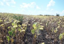 Sunflower farming an opportunity for local producers