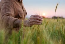 Grão Direto and Bayer collaborate to expand the reach and impact of sustainable practices in grain trading