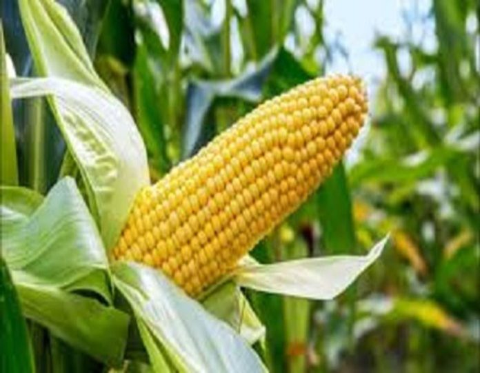 Nigeria releases new maize variety