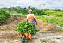 Applications Open for 2025 Resilient Agriculture Innovations for Nature Challenge in East Africa Gambia secures U.S $40M for inclusive, resilient, competitive agriculture