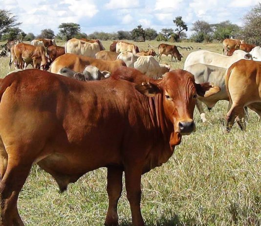 Eastern Africa livestock keepers turn to community breeding to build climate resilience Kenya launches new project to upgrade livestock breeds