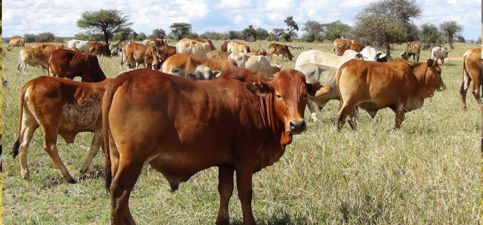 Kenya launches new project to upgrade livestock breeds