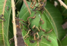 KEPHIS trains experts to fight, detect new invasive mango pest KEPHIS trains experts to fight, detect new invasive mango pest