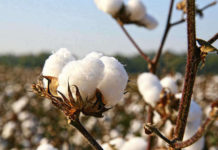 Kenyan farmers seek subsidised GM cotton seeds Kenyan farmers seek subsidised GM cotton seeds