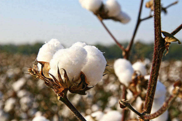 Kenyan farmers seek subsidised GM cotton seeds