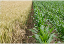 IMF maintains 6.2% percent growth rate for Ghana in 2022 IMF maintains 6.2% percent growth rate for Ghana in 2022