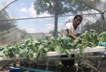 NGO helps Zim families venture into poultry, hydroponic gardening