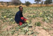 New support scheme for farmers in Mali begins this week New support scheme for farmers in Mali begins this week