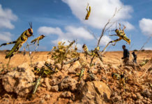 Somalia, UN open centre to monitor desert locusts Somalia, UN open centre to monitor desert locusts
