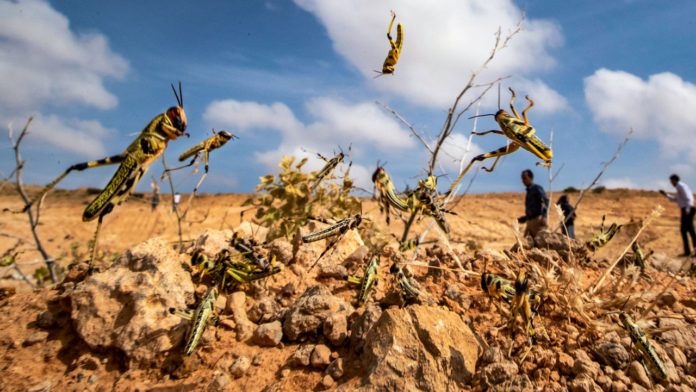 Somalia, UN open centre to monitor desert locusts
