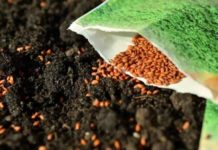 Farmers in Zimbabwe receive 8 000t seed, fertiliser Farmers in Zimbabwe receive 8 000t seed, fertiliser