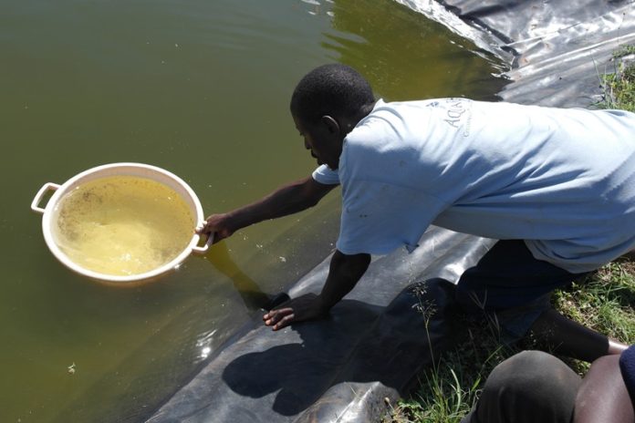 Fish farmers from Kenya receives pond liners, fingerlings