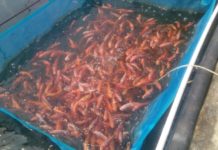 Liberia’s rice and tilapia co-culture project celebrates first harvest Liberia’s rice and tilapia co-culture project celebrates first harvest