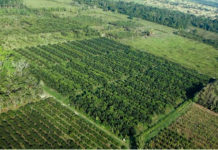 Tanzania places emphasis on palm tree block farming Tanzania places emphasis on palm tree block farming