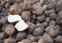 Togo produces 940,000t of yam in the 2020-2021 campaign Togo produces 940,000t of yam in the 2020-2021 campaign