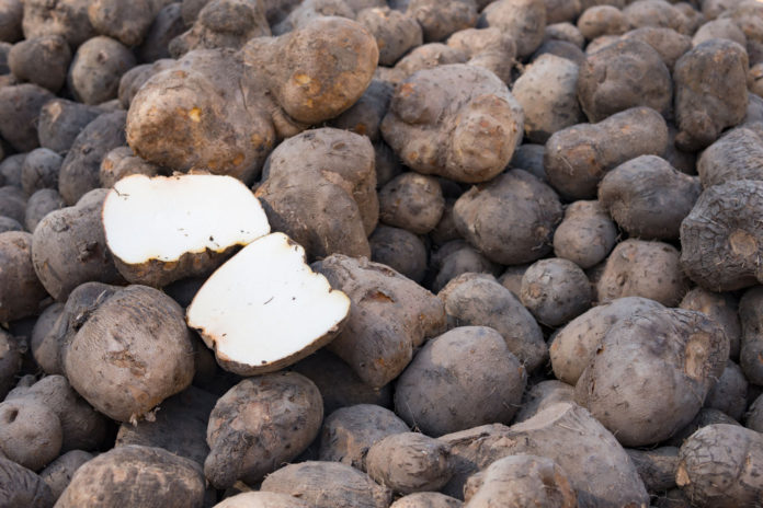 Togo produces 940,000t of yam in the 2020-2021 campaign