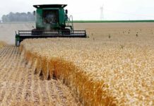 LCFE, Heritage bank partner on wheat production in Nigeria LCFE, Heritage bank partner on wheat production in Nigeria