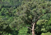 AFD launches a call for ecological restoration projects AFD launches a call for ecological restoration projects