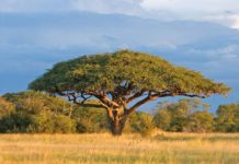 15,000 hectares of acacia trees planted in Senegal to combat desert 15,000 hectares of acacia trees planted in Senegal to combat desert