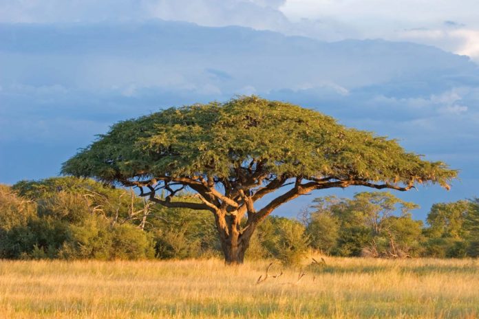 15,000 hectares of acacia trees planted in Senegal to combat desert
