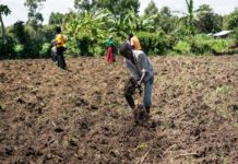 Tanzania launches tool to cut seed planting time from days to just one hour Nestle Nigeria commits to improving youth participation in agriculture