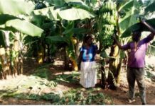 World Neighbors supports banana cultivation by smallholder farmers in Uganda World Neighbors supports banana cultivation by smallholder farmers in Uganda