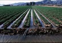 Cameroon receives US $200M to strengthen irrigation services in Logone River Valley Cameroon receives US $200M to strengthen irrigation services in Logone River Valley