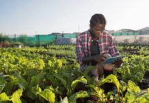 Vihiga County, Kenya to digitize agriculture Vihiga County, Kenya to digitize agriculture