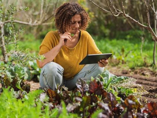 $4.98M AI-driven project targets climate-resilient crops for Africa’s smallholder farmers