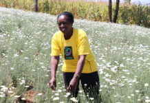 Kenya to revamp pyrethrum farming in Kisii Kenya to revamp pyrethrum farming in Kisii