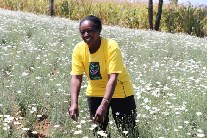 Kenya to revamp pyrethrum farming in Kisii