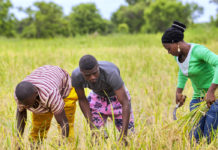 200 Youths, women in Guinea with agricultural implements empowered 200 Youths, women in Guinea with agricultural implements empowered