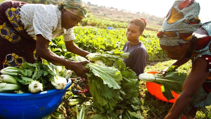 France invests €200,000 to enhance women agricultural skills in Nigeria