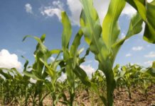 What price do countries pay by failing to adopt genetically modified (GM) crops?