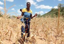 FAO predicts favourable rainfall for 2022 crops Southern Africa