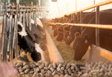 Kenya to allow importation of duty-free livestock raw feeds Kenya to allow importation of duty-free livestock raw feeds