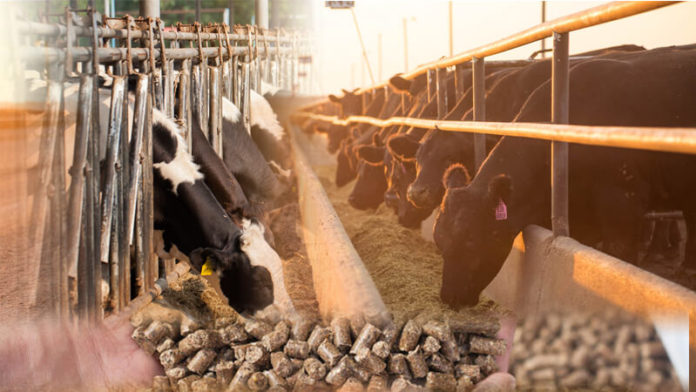 Kenya to allow importation of duty-free livestock raw feeds