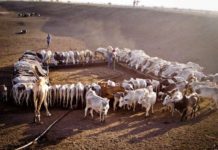 Op-Ed: Livestock derived foods- vital to tackling food and nutrition insecurity in Africa.