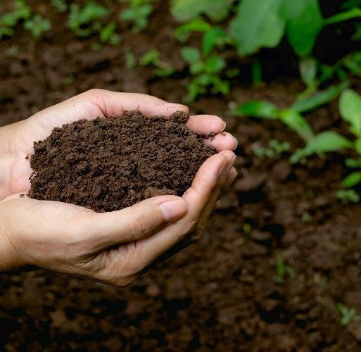 hand holding fertile soil for plant to growing in nature concept.