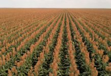 Total digestible nutrients (TDN): How useful is it ?