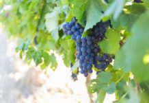 SA wine industry releases first 2022 crop estimate